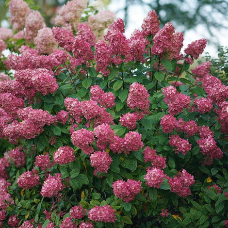 fire light hydrangea.jpeg
