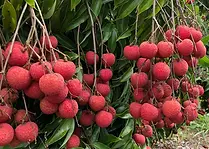 litchi-fruit-1000x1000