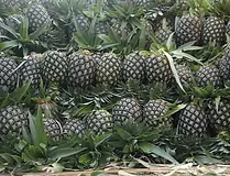 meghalaya-kew-pineapples-1000x1000