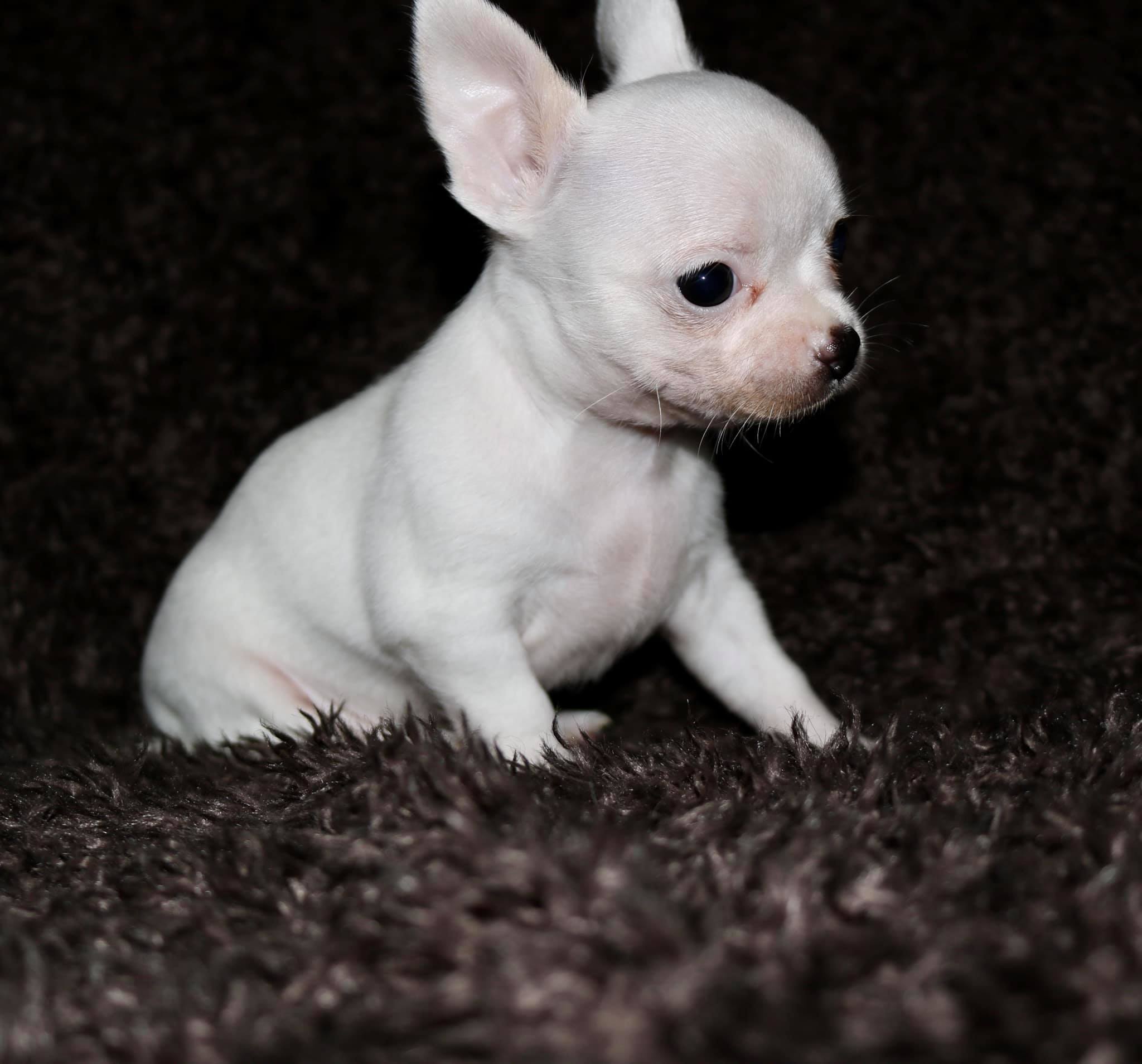 akc marketplace chihuahua