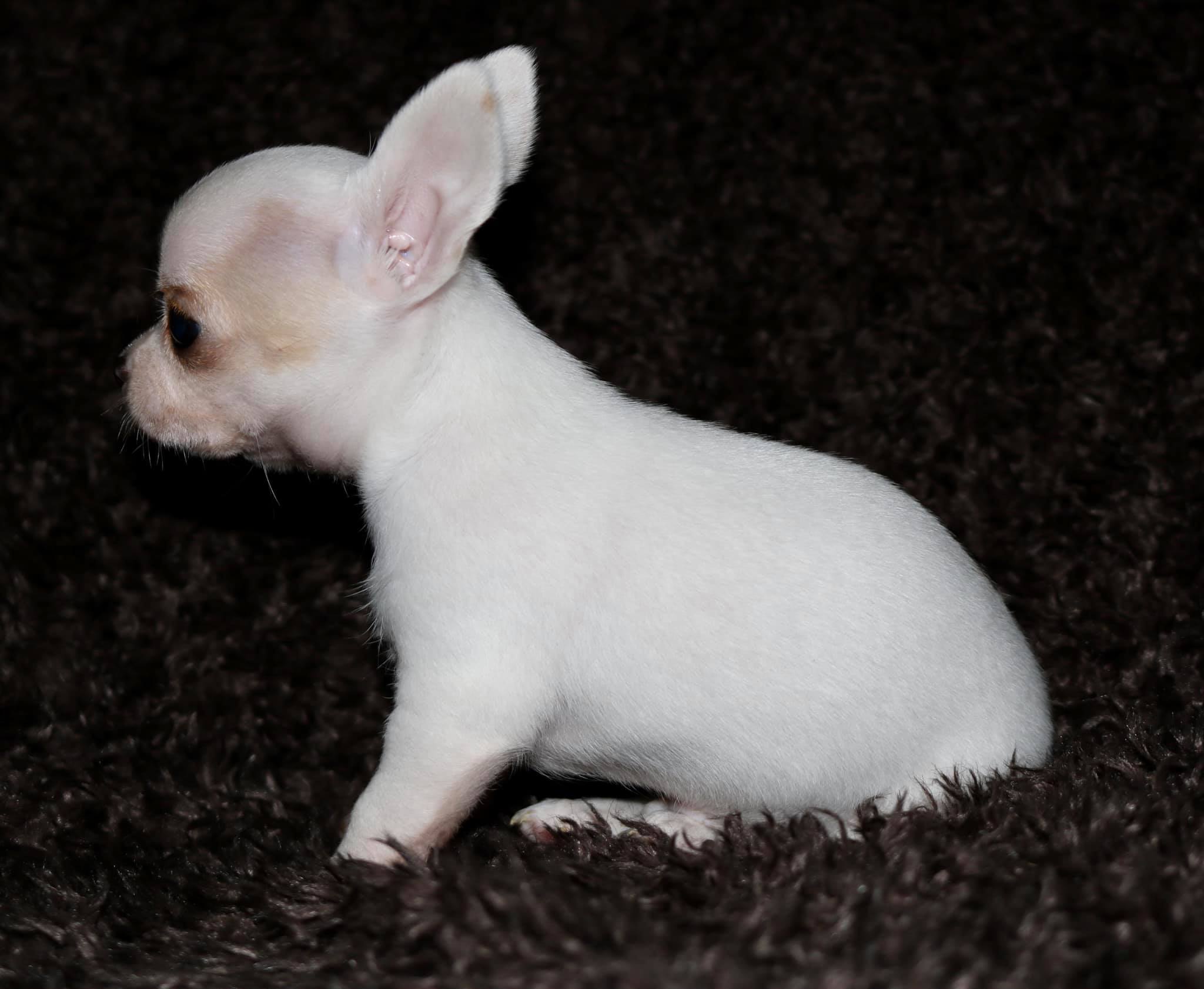 akc marketplace chihuahua