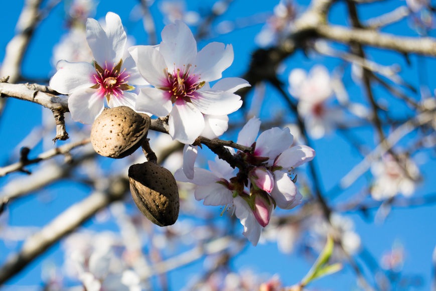 Beautiful almond blossom can be found across Mallorca during February. This is also the month when the Almond Blossom Fair is hosted in Son Servera.