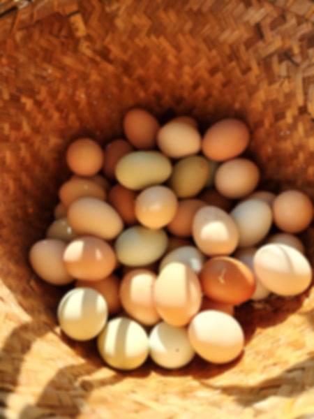 CHICKEN EGG AUTOPAY