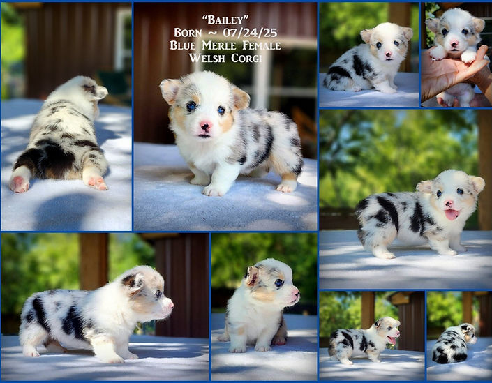 BaileyCollage101.jpg