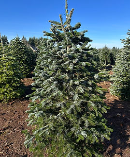 Nordmann Fir.JPEG