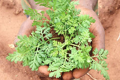 Artemisia-et-paludisme-la-sante-entre-les-mains-des-Africains.jpg