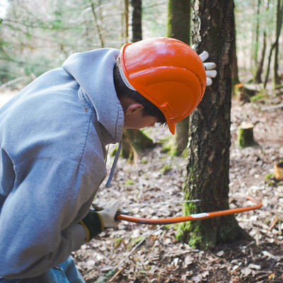Waldorfschule Praktika Forstwirtschaft