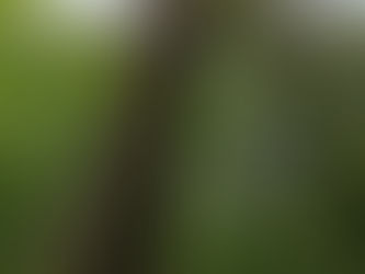 have you tried to hug a tree?