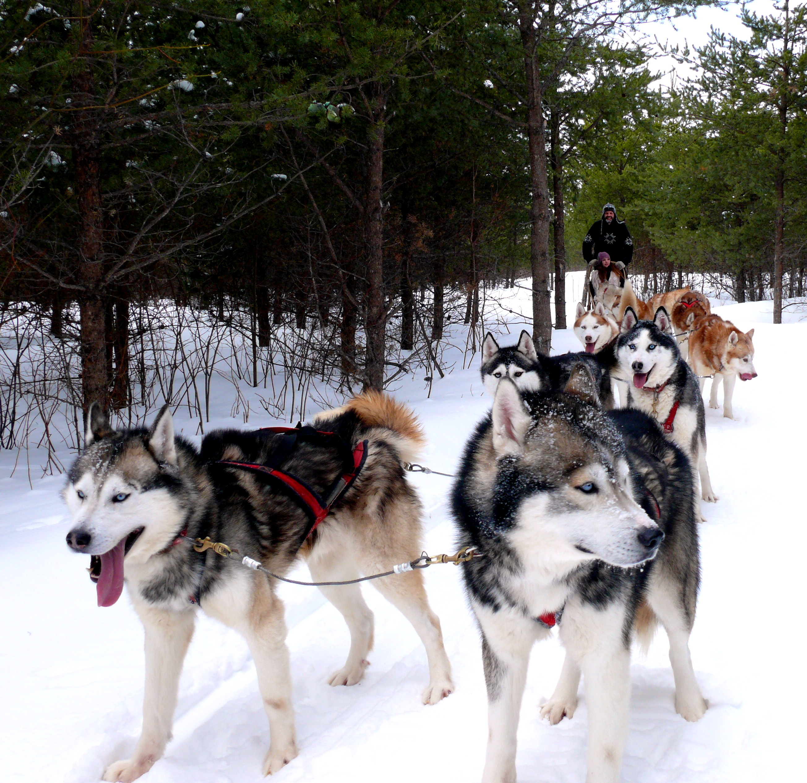 Chenil Du Chien Loup Expéditions Traineau à Chiens Chevaux
