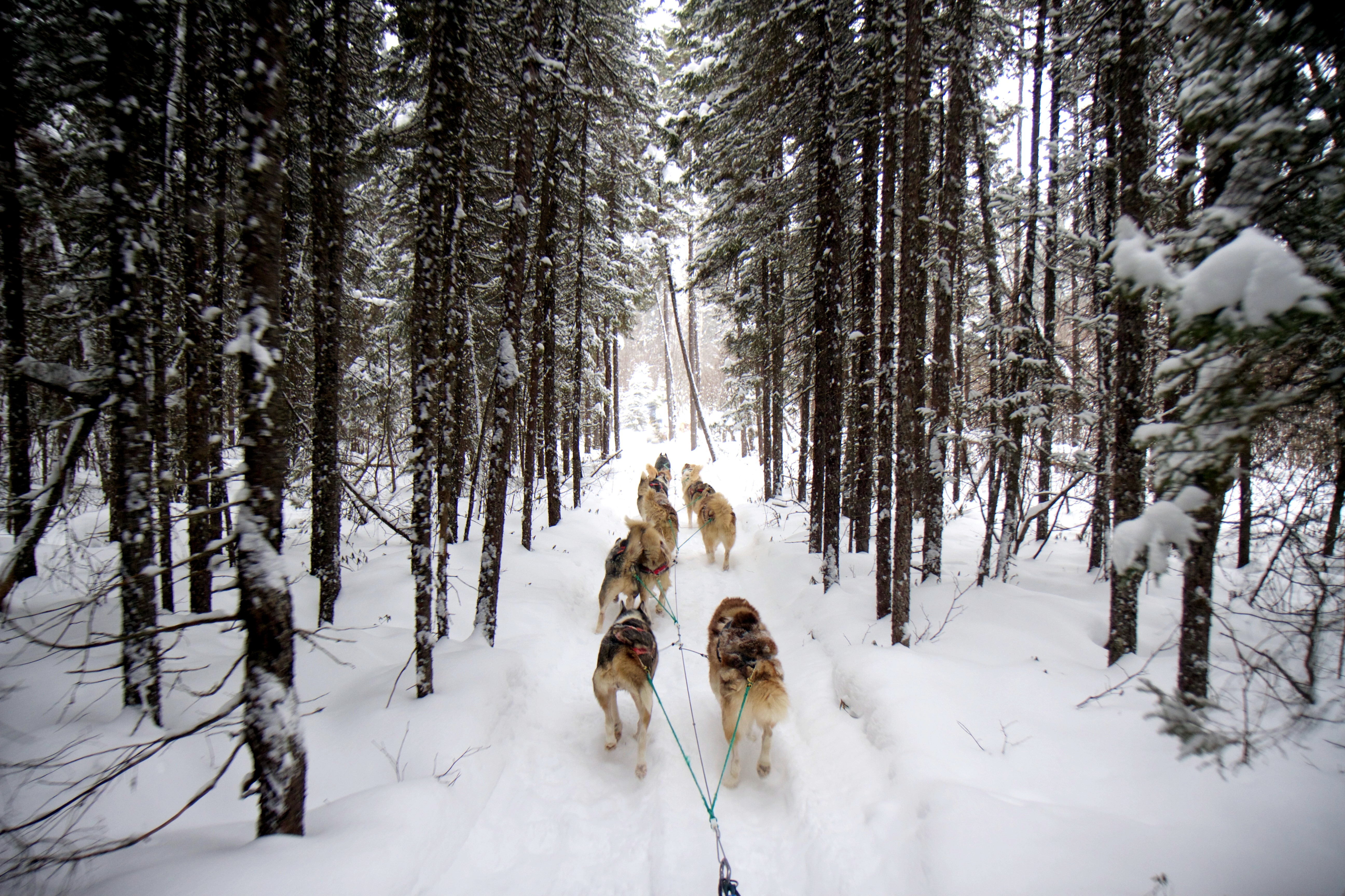 Chenil Du Chien Loup Expéditions Traineau à Chiens Chevaux
