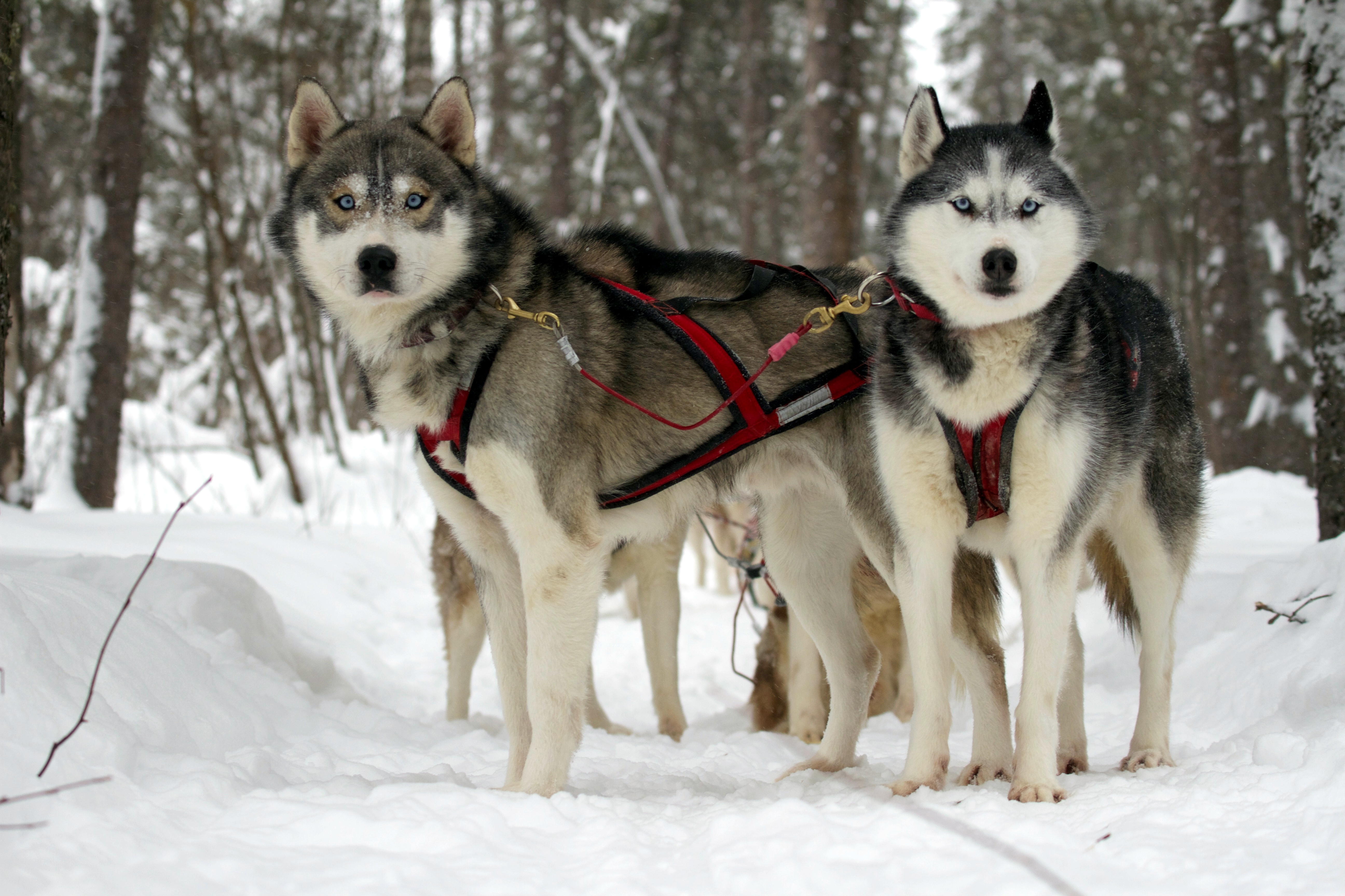 Chenil Du Chien Loup Expéditions Traineau à Chiens Chevaux