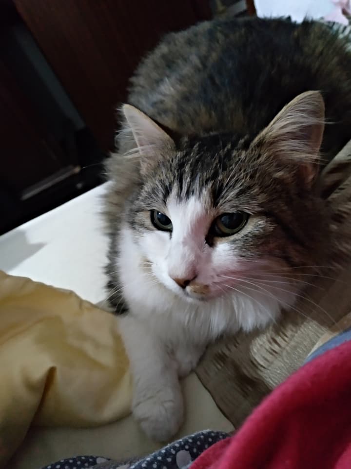 Mieze