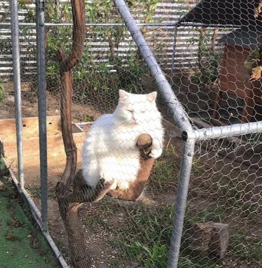 Schneeflöckchen