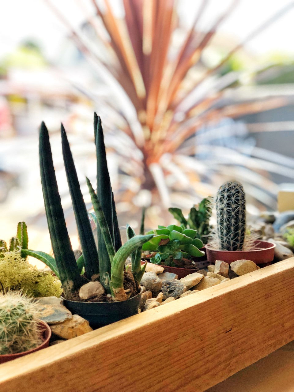 Plants Front Window