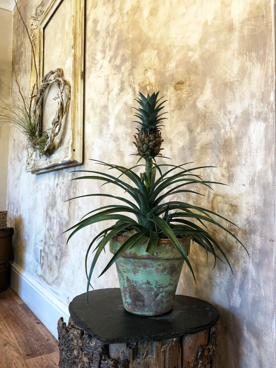 Pineapple plant