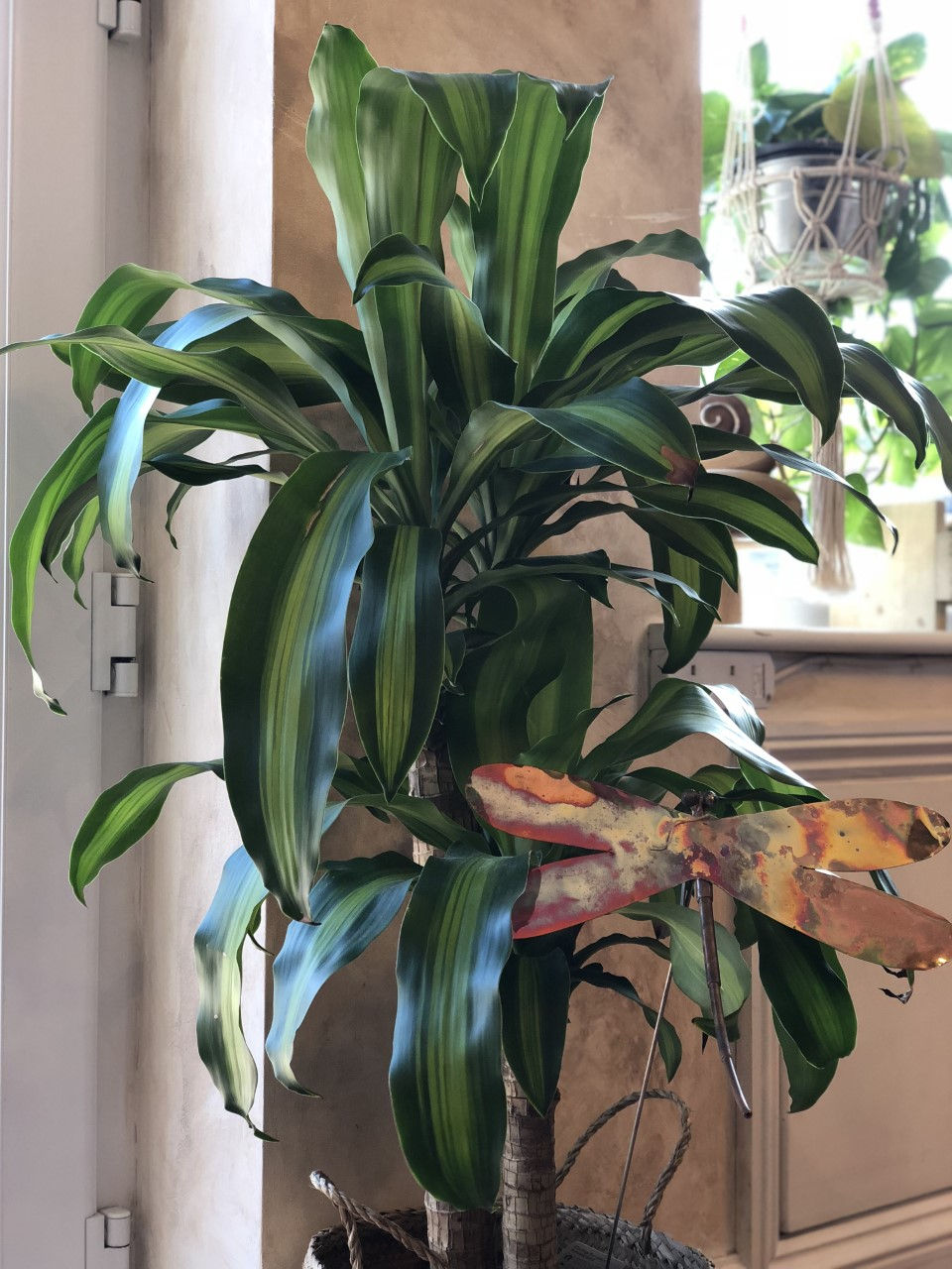 Plant