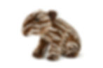 Bébé tapir