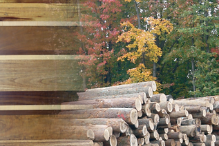 NWFA Information on Wood Floors Types of Wood Species Family Biology Aesthetics Kinds of Wooden Flooring