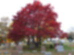 Autumn at the Cemetary