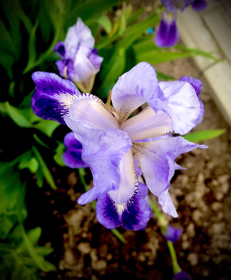 Ирис германский #10 (Iris germanica)