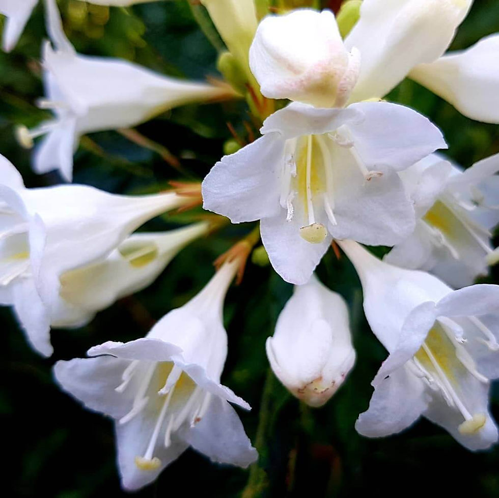 Миниатюра: Вейгела Снежинка (Weigela Snowflake)