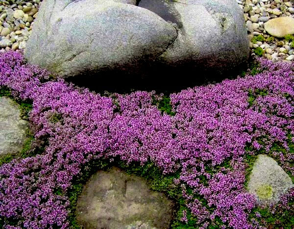 Миниатюра: Тимьян ползучий (Thymus serpyllum)
