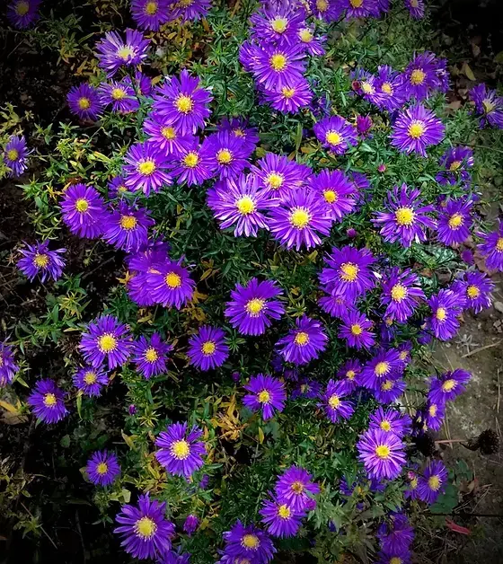 Астра #8 ново-бельгийская Виолетта (Aster novi-belgii Violetta)