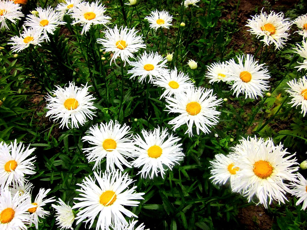 Ромашка махровая Крейзи Дейзи (Leucanthemum superbum Crazy Daisy)