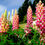Миниатюра: Люпин #8 (Lupinus)