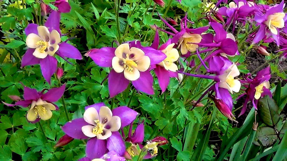 Миниатюра: Аквилегия #7 Гиганты Маккана Виолет (Aquilegia Violet)