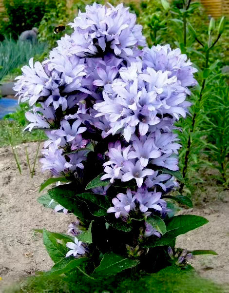 Миниатюра: Колокольчик скученный Каролина (Campanula glomerata Caroline)