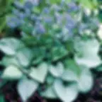 Бруннера крупнолистная Сильвер Харт (Brunnera Silver Heart)