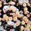 Миниатюра: Хризантема #М26 мультифлора (Chrysanthémum multiflora)