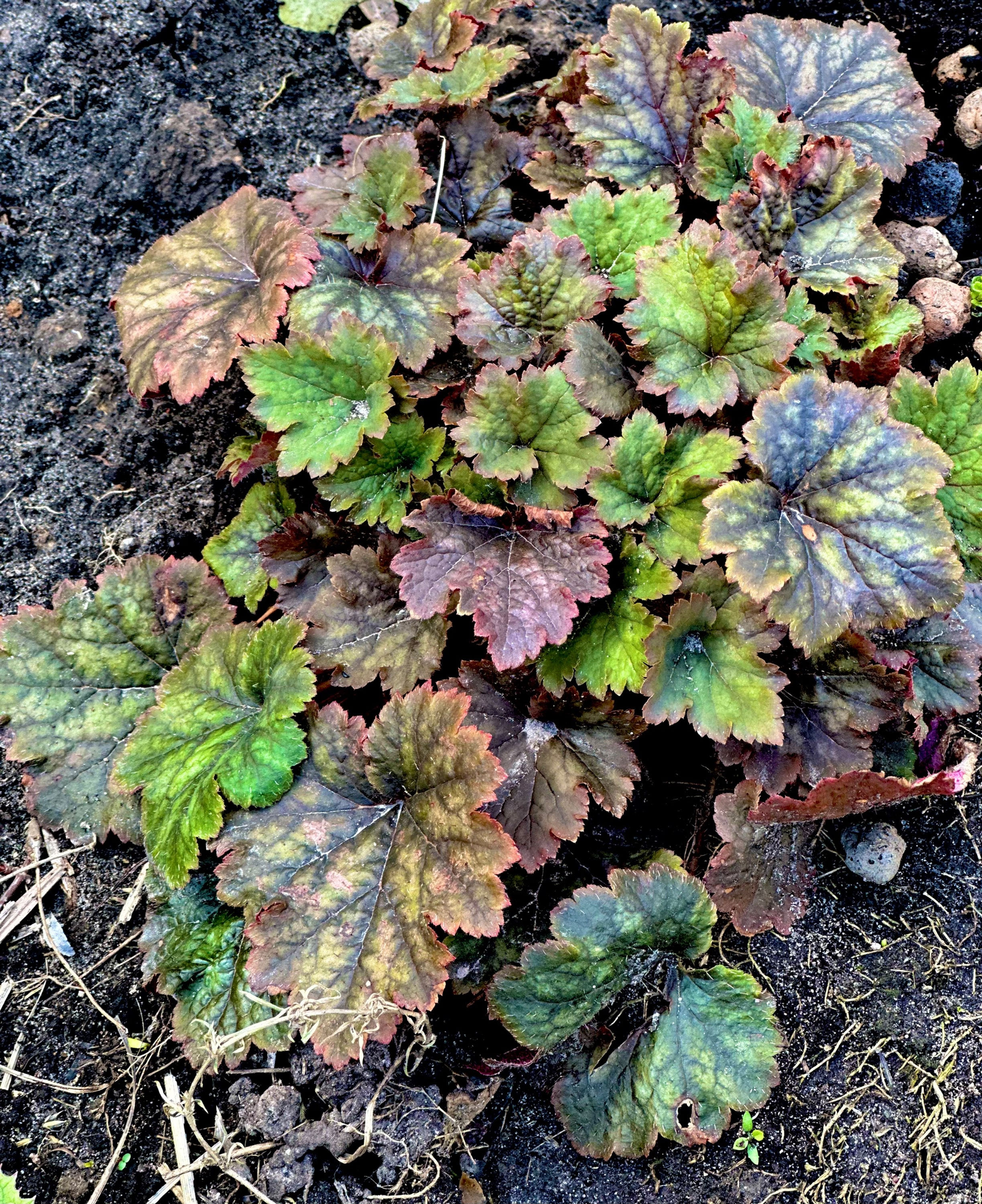 Гейхера/Теллима крупноцветковая (Tellima grandiflora)