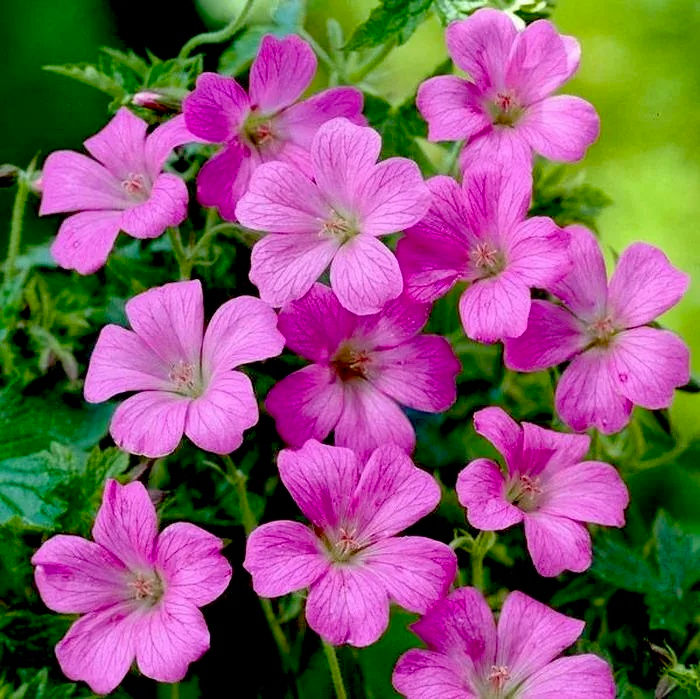 Герань Эндерса Роузлайт (Geranium endersii Rosellcht)