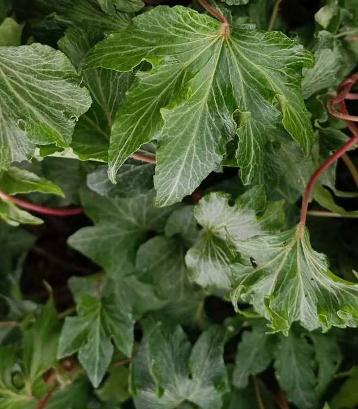 Миниатюра: Хедера/плющ #13  (Hedera helix)