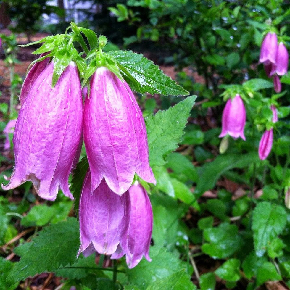 Миниатюра: Колокольчик Точечный Кантри Белс Пинк (Campanula Country Bells)