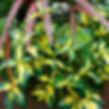 Бересклет Форчуна Санспот Размер М (Euonymus fortunei Sunspot)