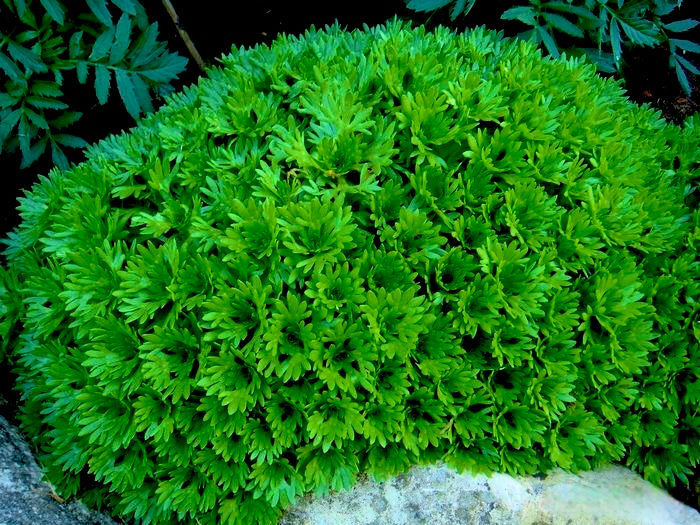 Миниатюра: Камнеломка моховидная Альба (Saxifraga muscoides)
