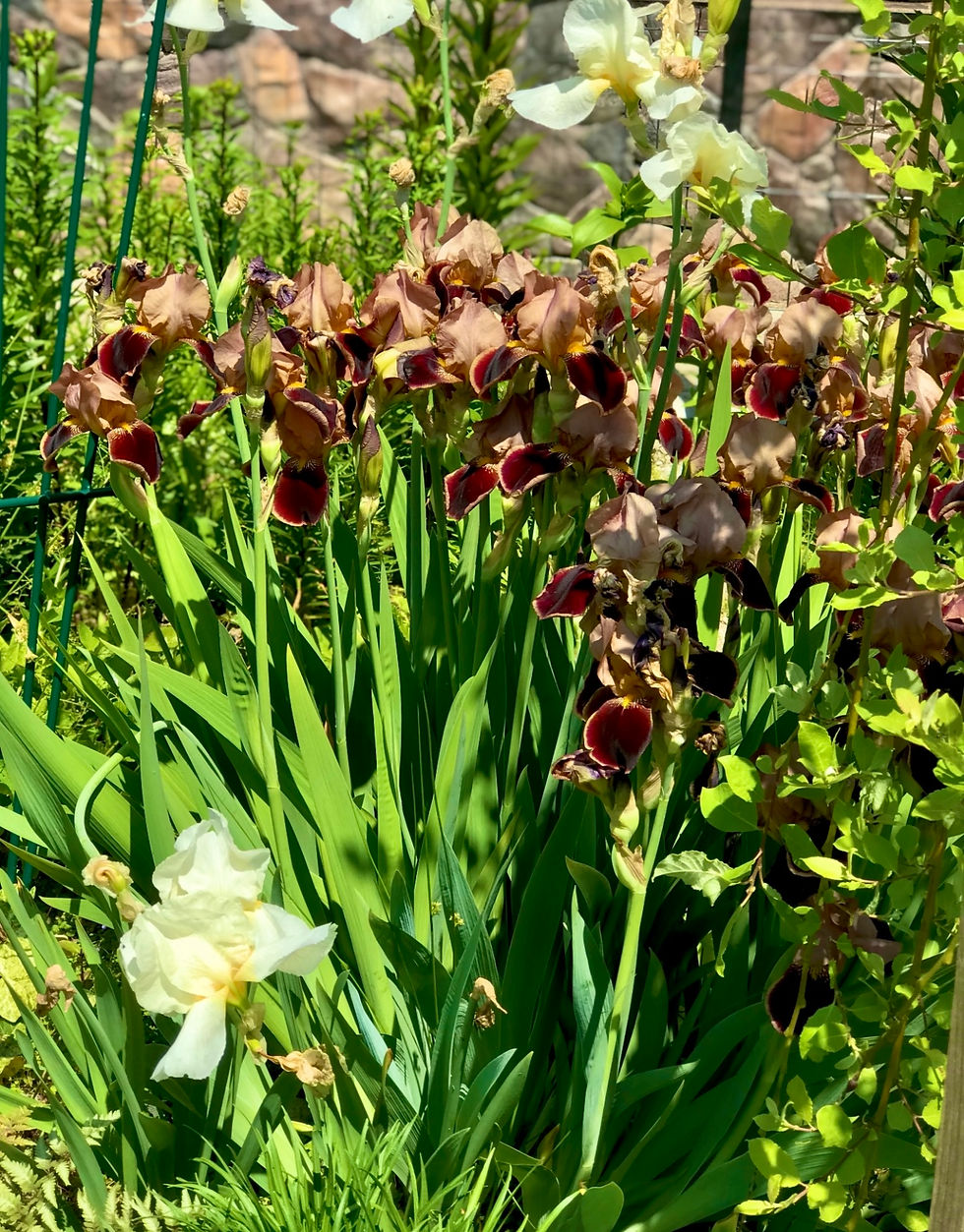 Миниатюра: Ирис германский #2 (Iris Germanica)