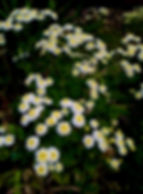 Матрикария махровая Вайт Плена (Pyrethrum cinerariaefolium)