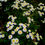 Миниатюра: Матрикария махровая Вайт Плена (Pyrethrum cinerariaefolium)