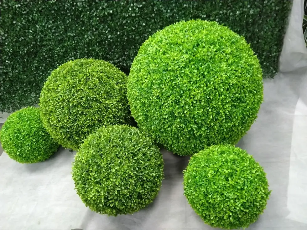 Миниатюра: Самшит вечнозелёный Грин (Búxus Green)