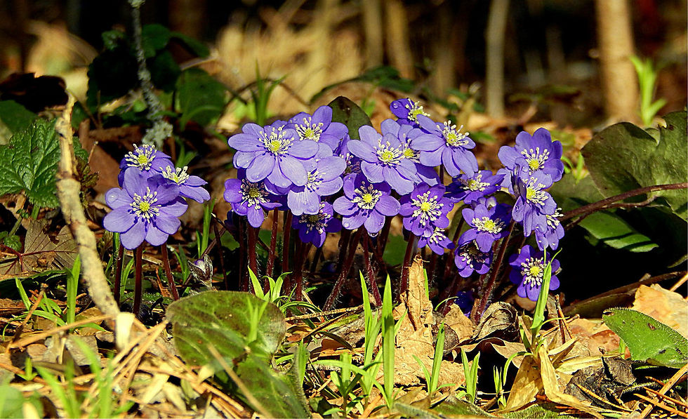 Миниатюра: Печеночница Нобилис (Hepatica Nobilis)