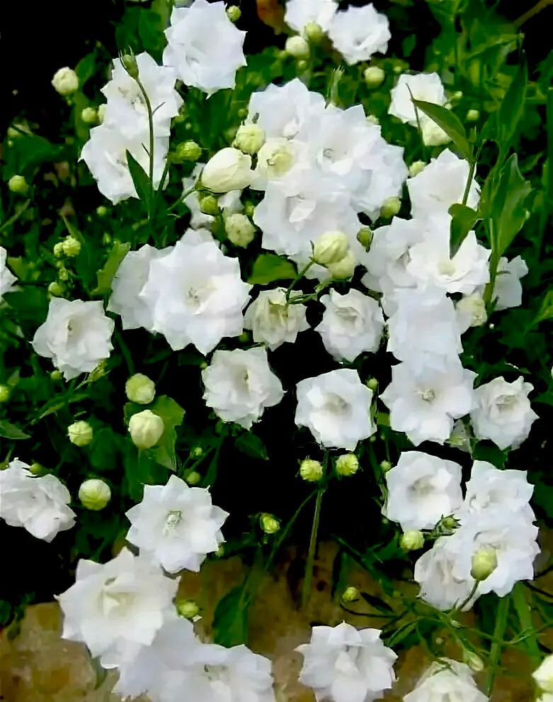 Колокольчик Альба Плена персиколистный (Campanula persicifolia)