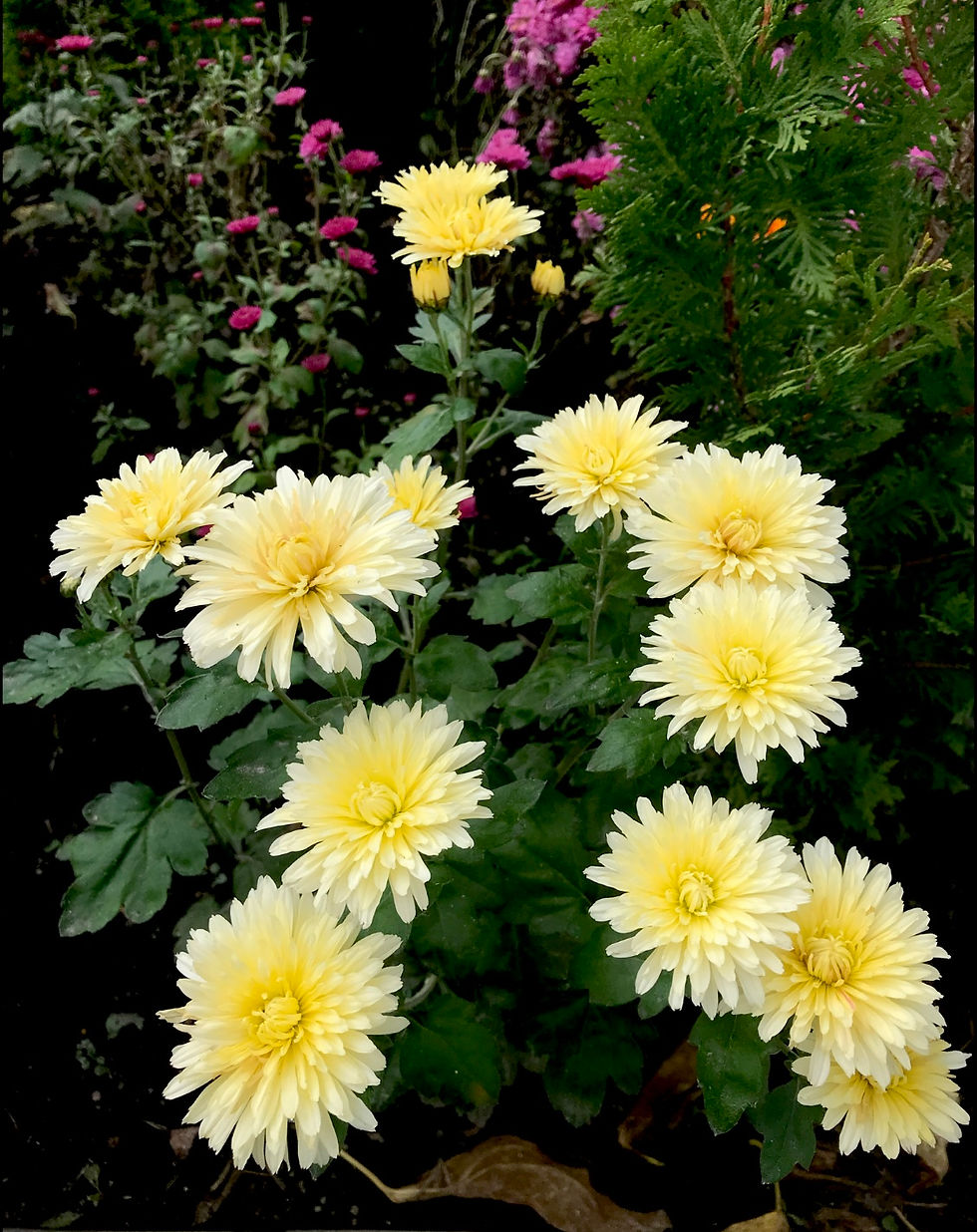 Миниатюра: Хризантема #В1 корейская (Chrysanthemum)