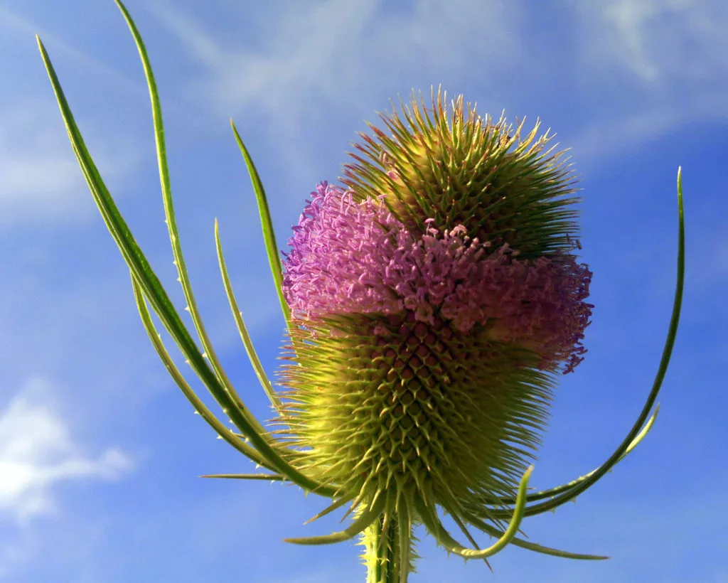 Файл:Dipsacus fullonum1.jpg - Википедия