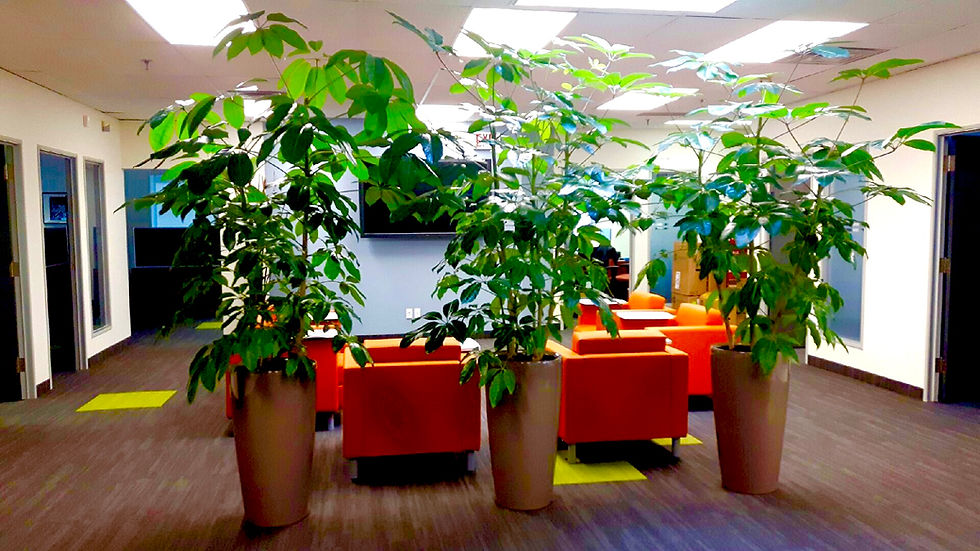 Миниатюра: Шеффлера Амате (Schefflera Amate)