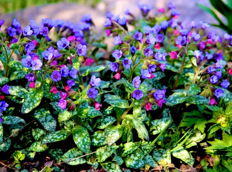 Медуница сахарная Миссис Мун (Pulmonaria saccharata Mrs Moon)