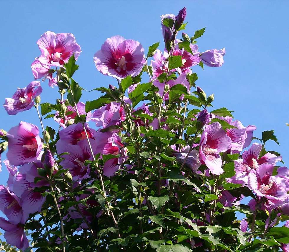 Миниатюра: Гибискус Сирийский Случайный цвет (Hibiscus syriacus)